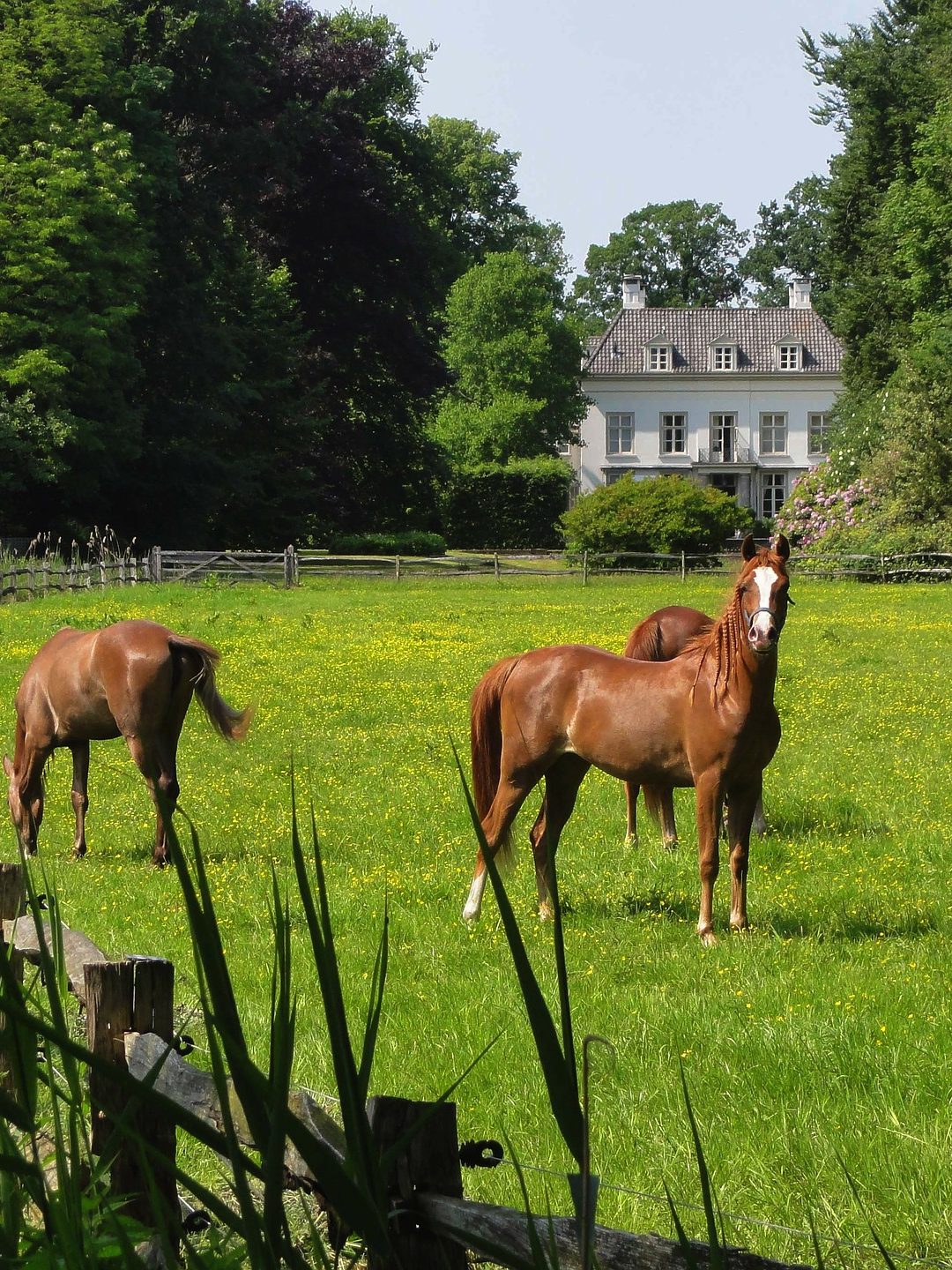 Getting Your Horse Farm Ready For Sale