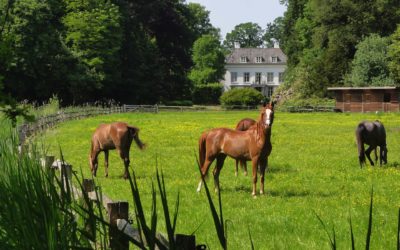 Getting Your Horse Farm Ready For Sale