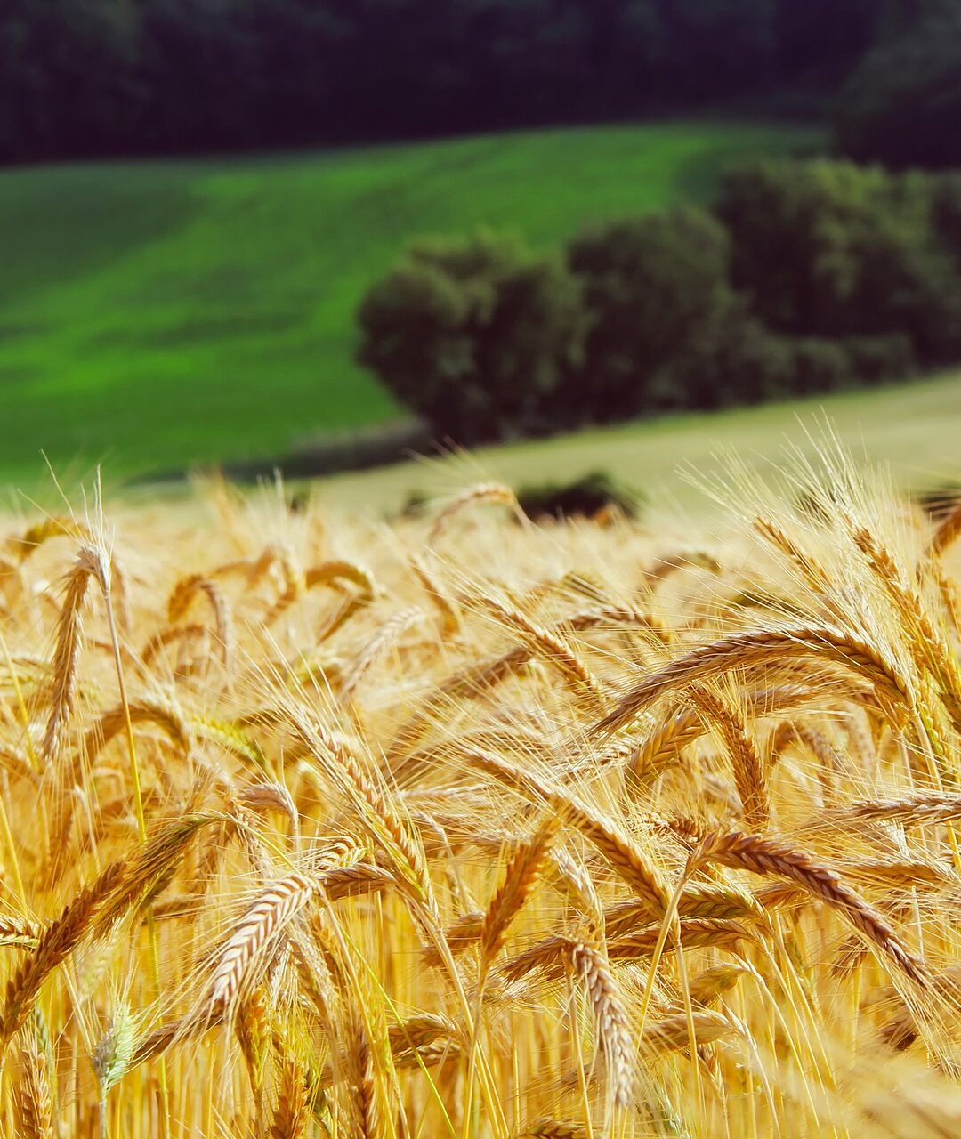 Wealth Preservation with Canadian Farmland