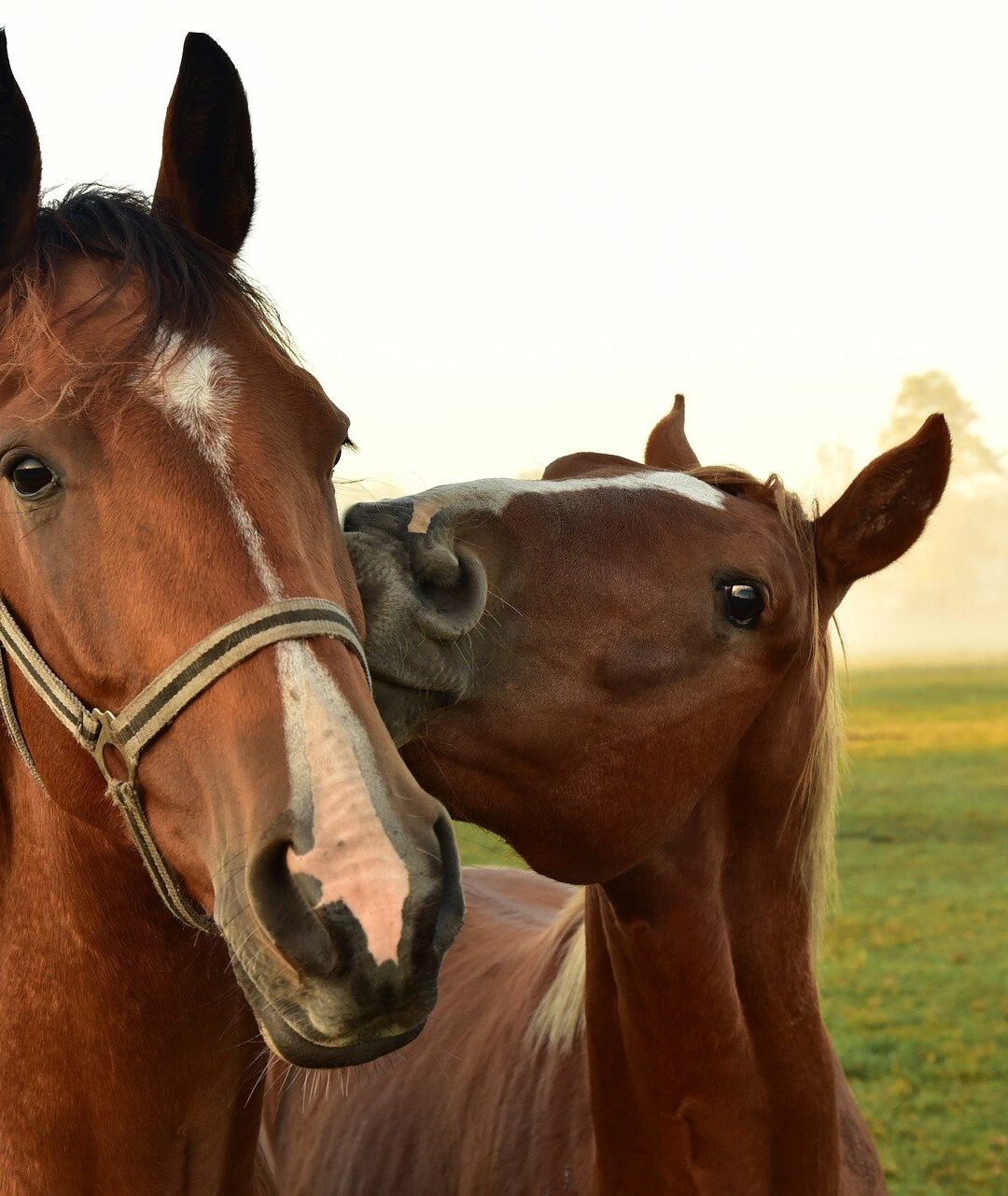 The 6 Best Places to Buy A Horse Farm in Ontario