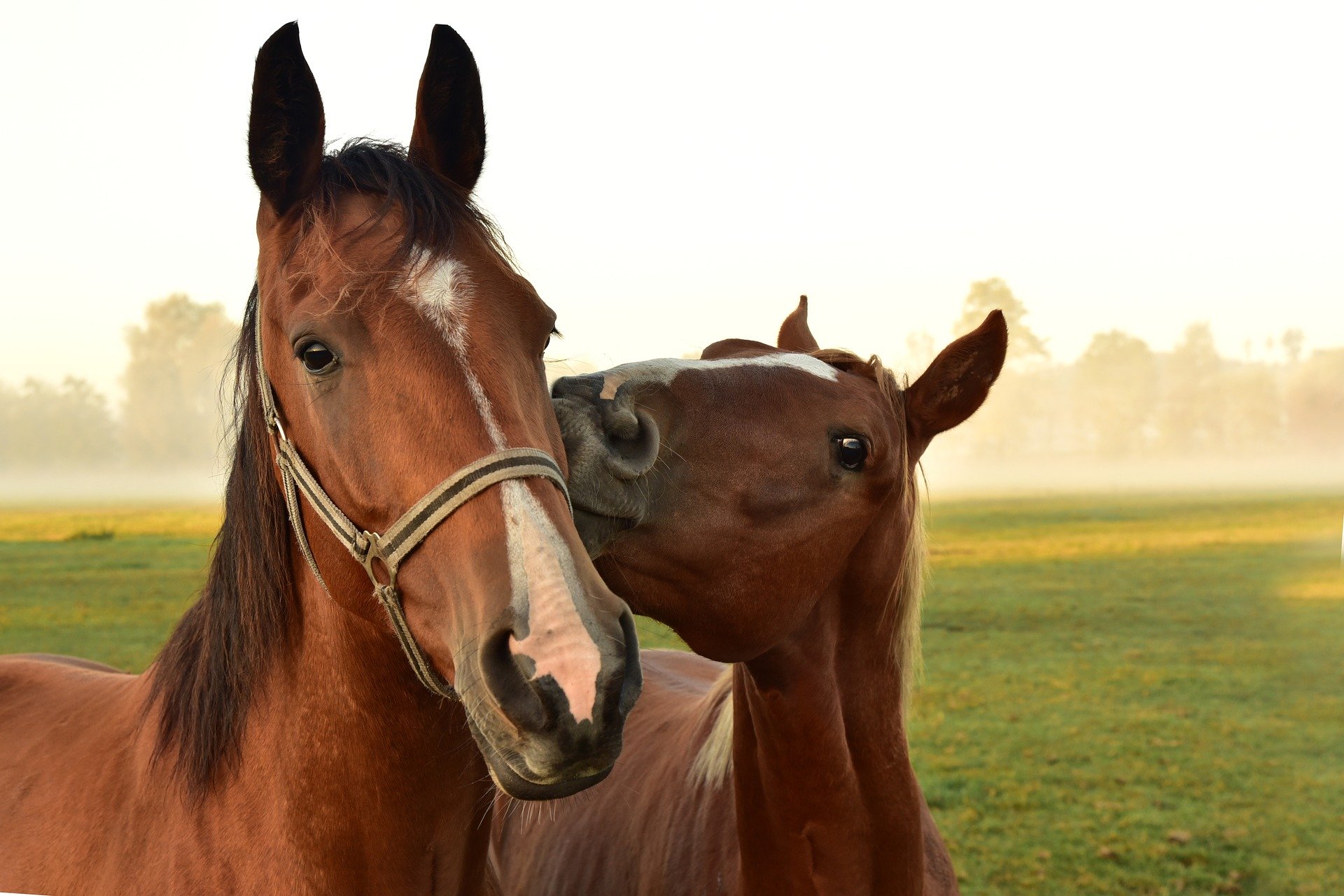 Horses in Pasture - Halton Region