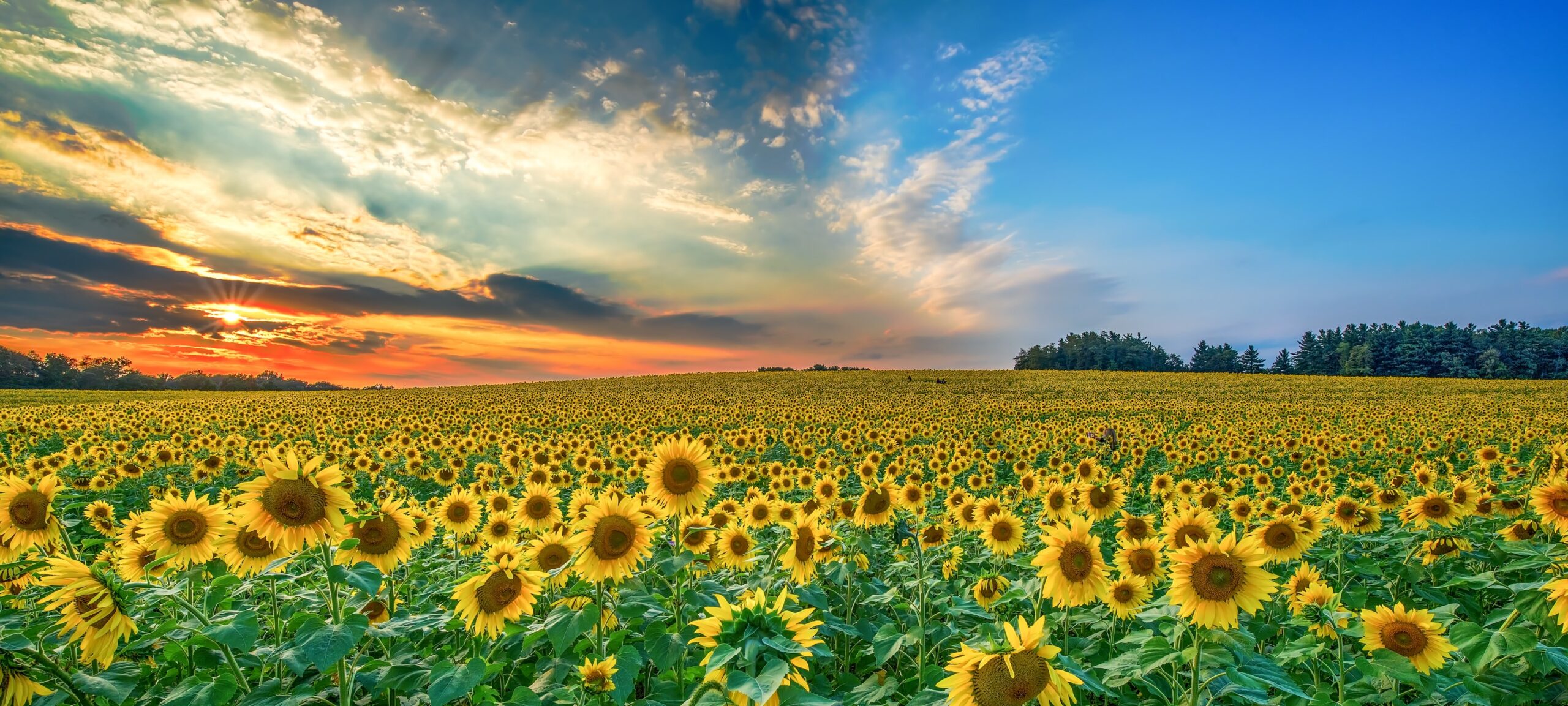 Hamilton Flower Field Flamborough