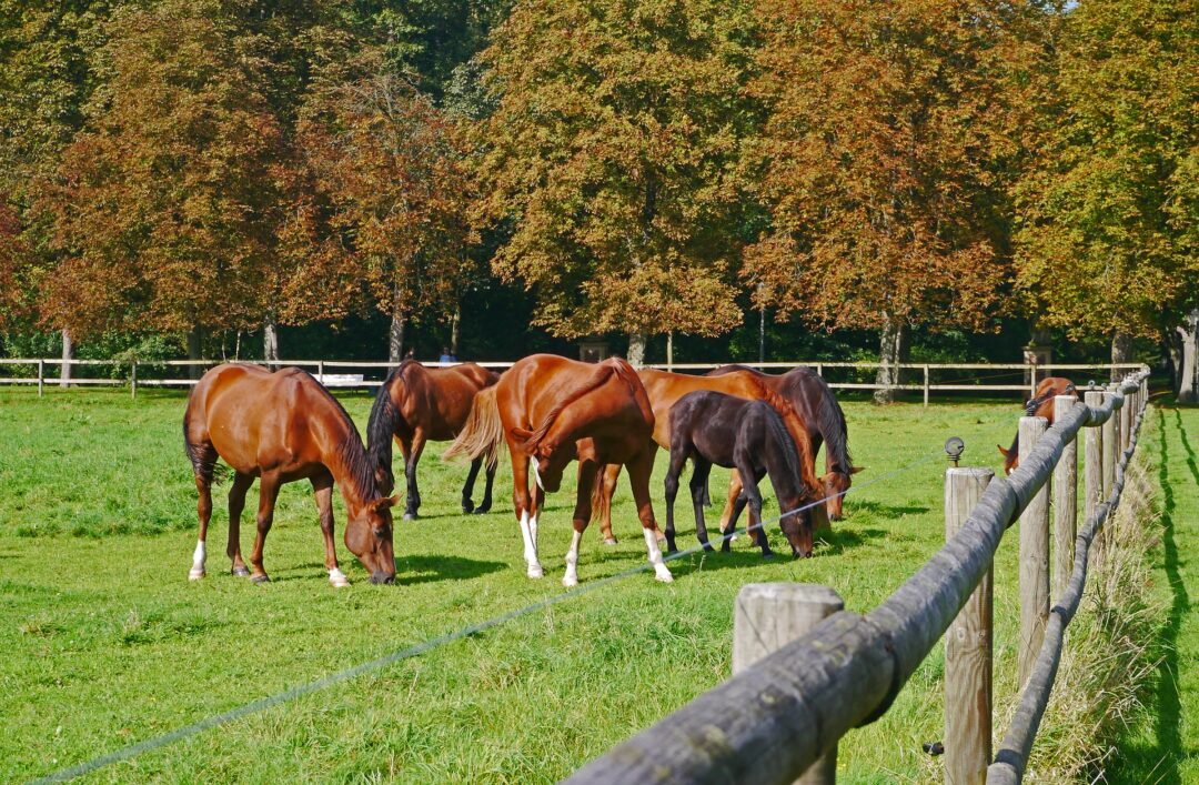 horses by fence