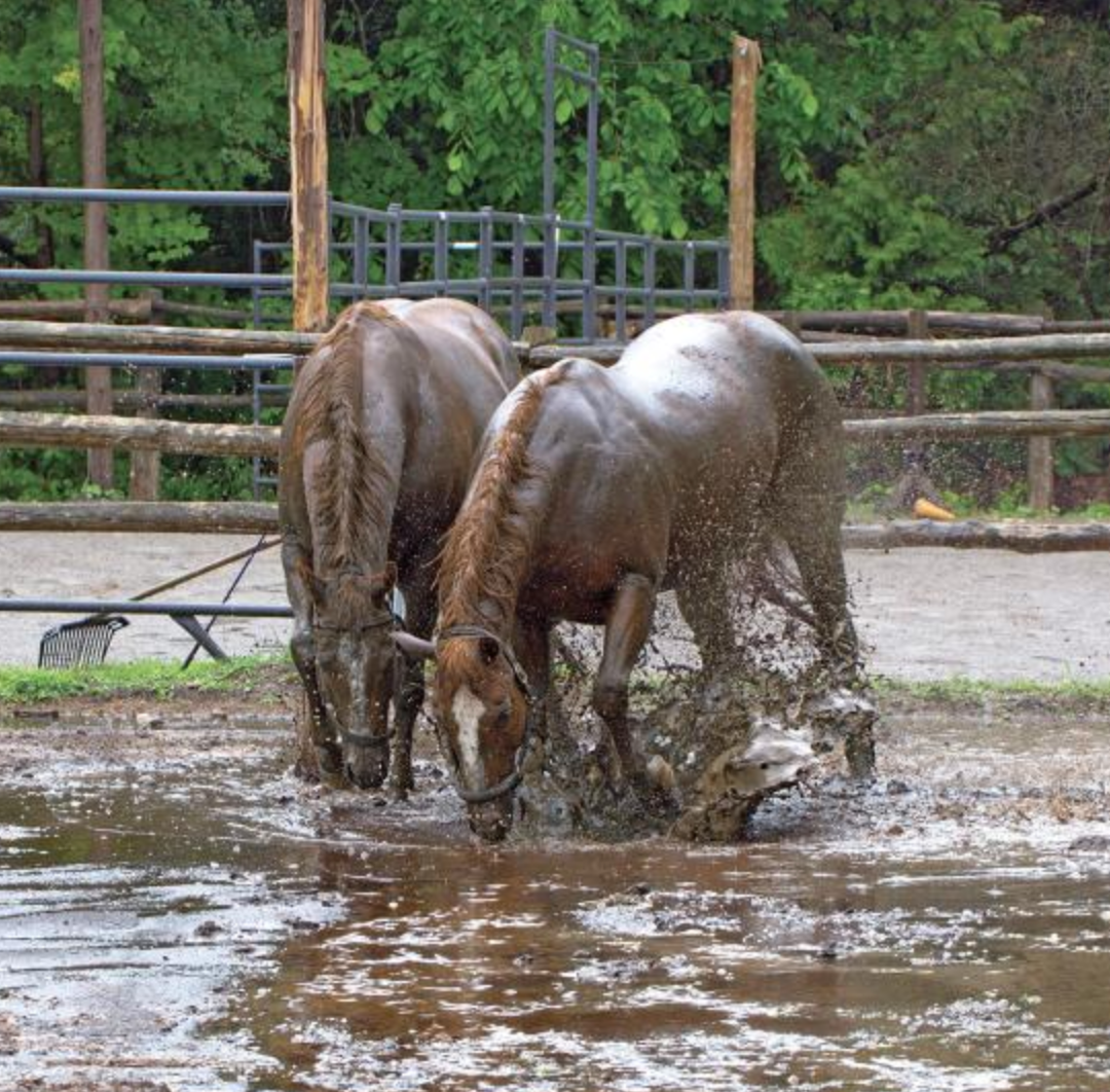 8 Things Not to Overlook When Viewing Horse Farms