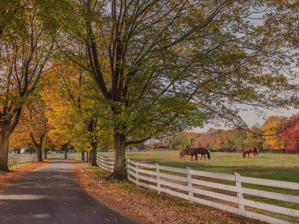 horse farm in ontario